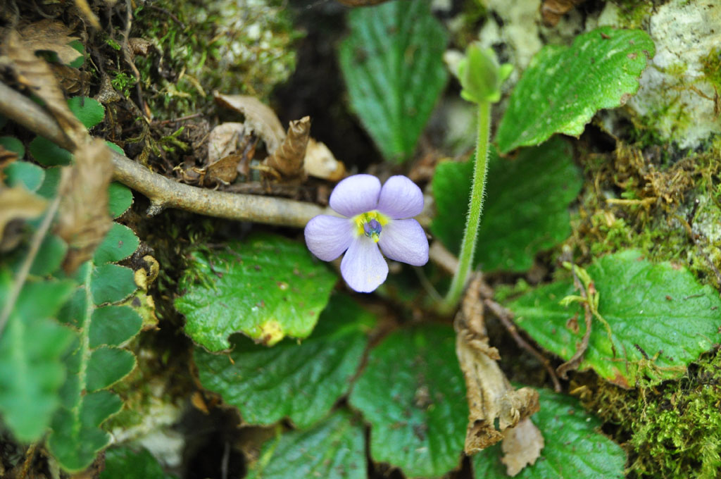 Jelašnička klisura